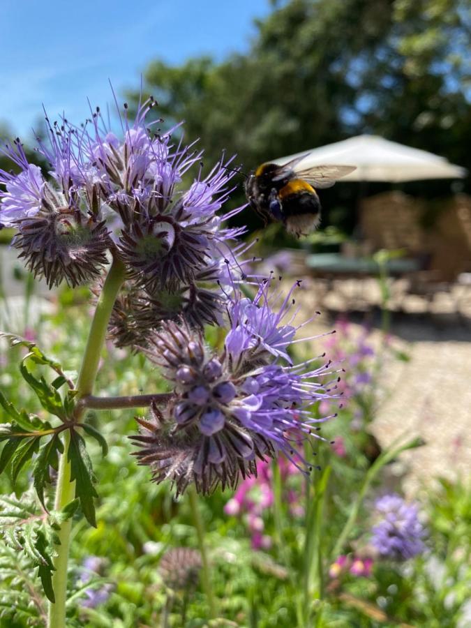 Toppesfield House B&B Bude Zewnętrze zdjęcie