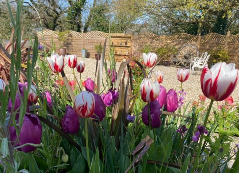 Toppesfield House B&B Bude Zewnętrze zdjęcie